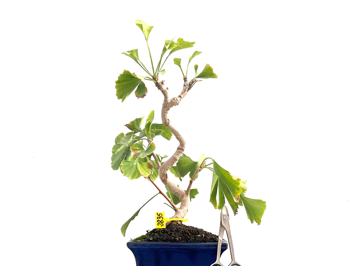 Ginkgo Biloba 2835