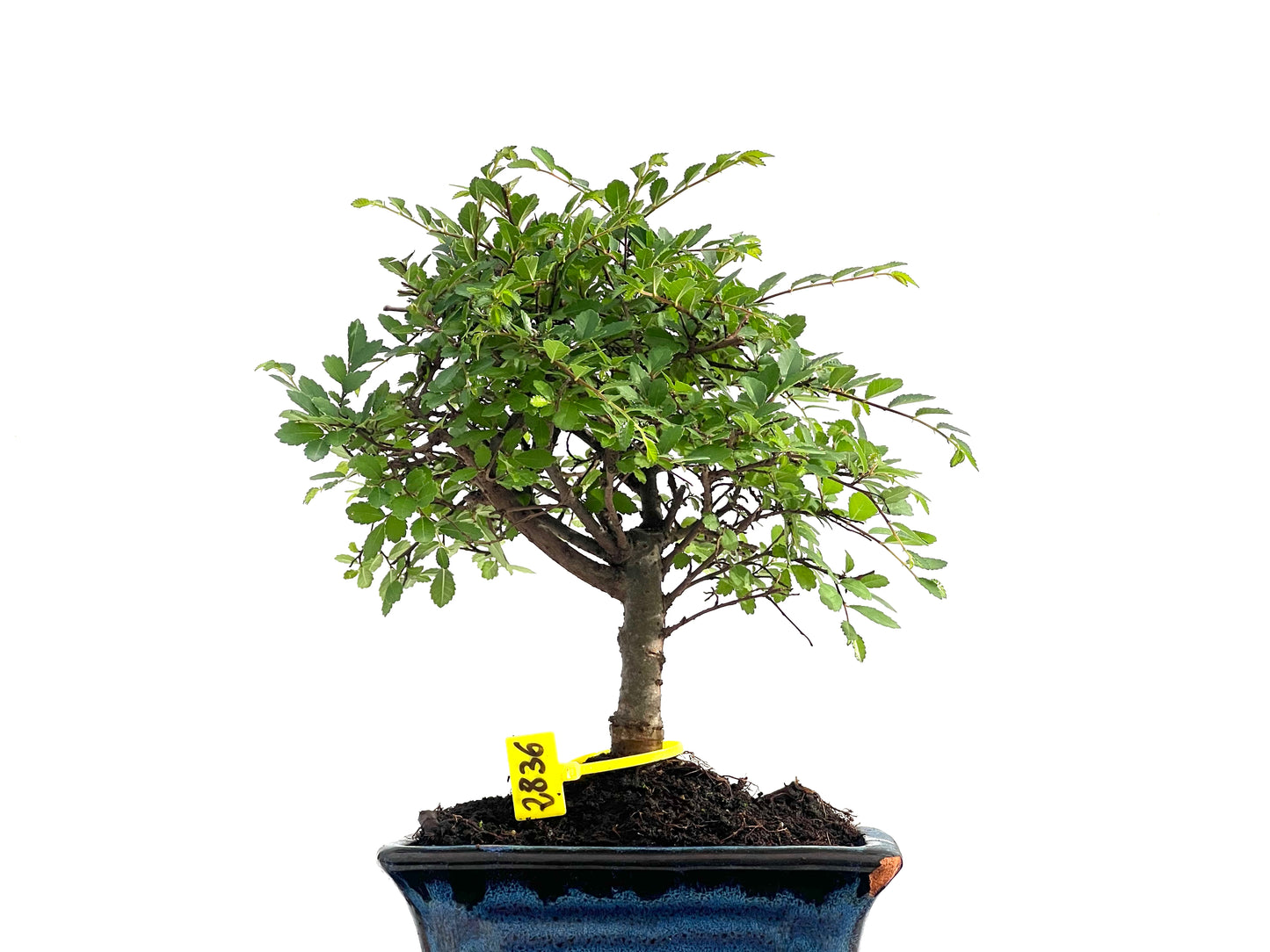 Ulmus Parvifolia 2836