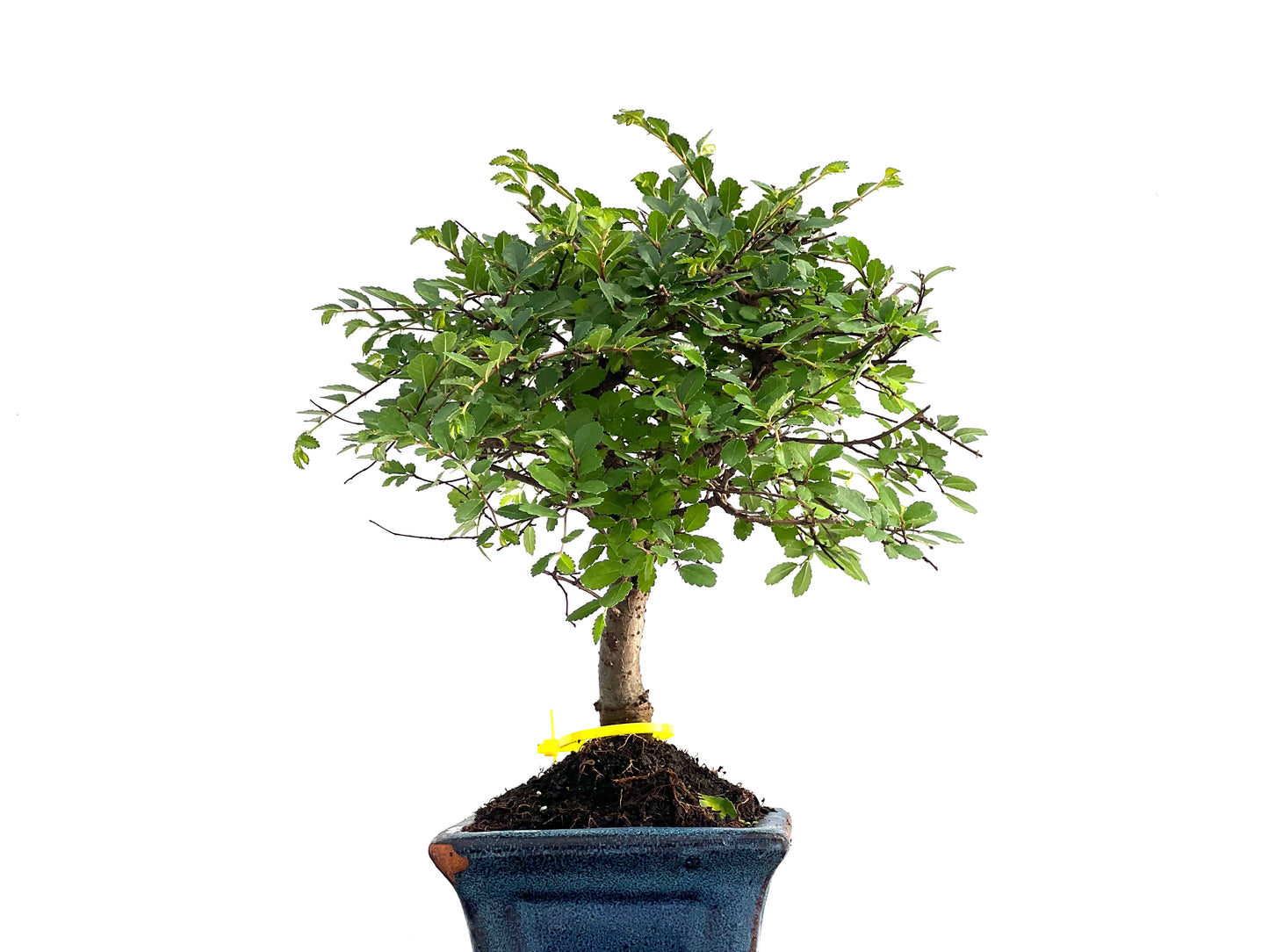 Ulmus Parvifolia 2836