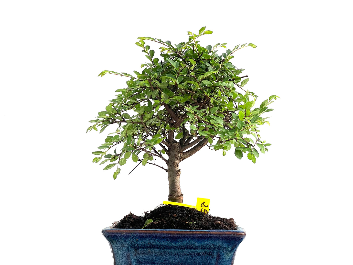 Ulmus Parvifolia 2836