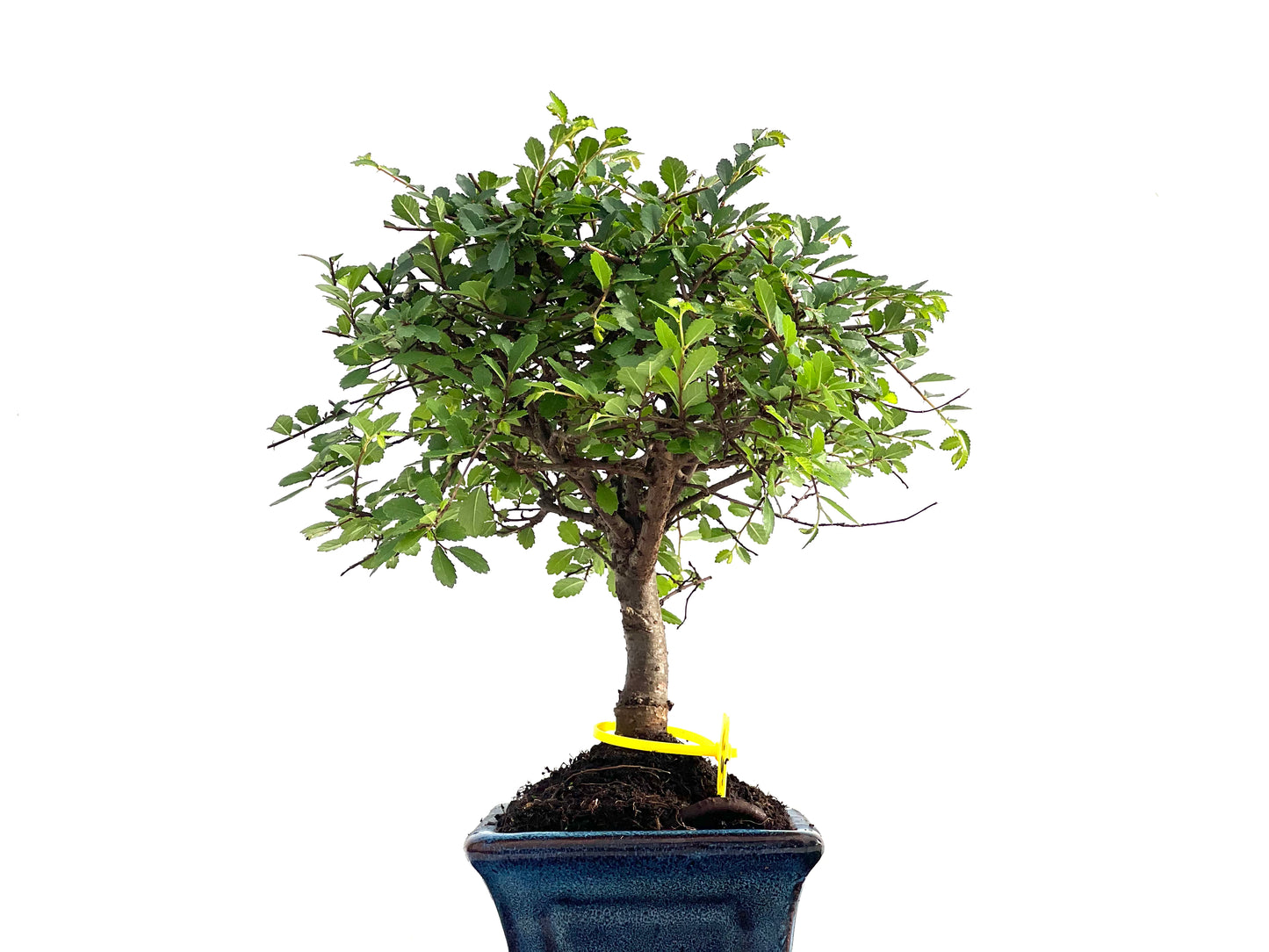 Ulmus Parvifolia 2836