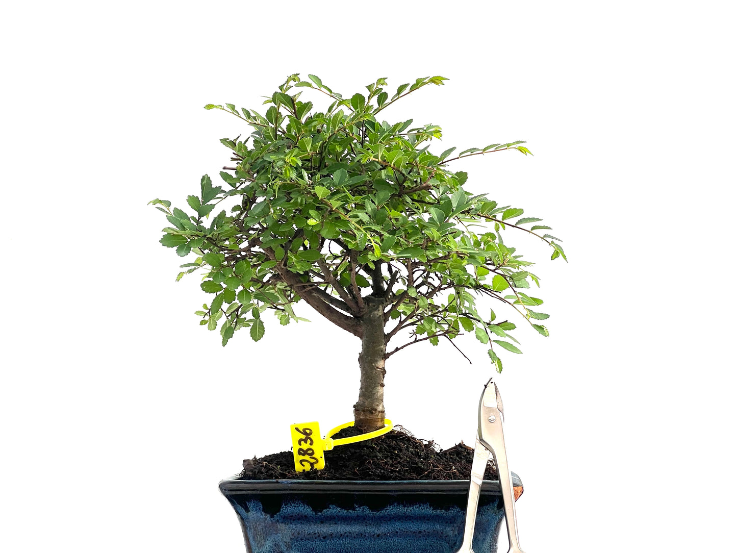 Ulmus Parvifolia 2836