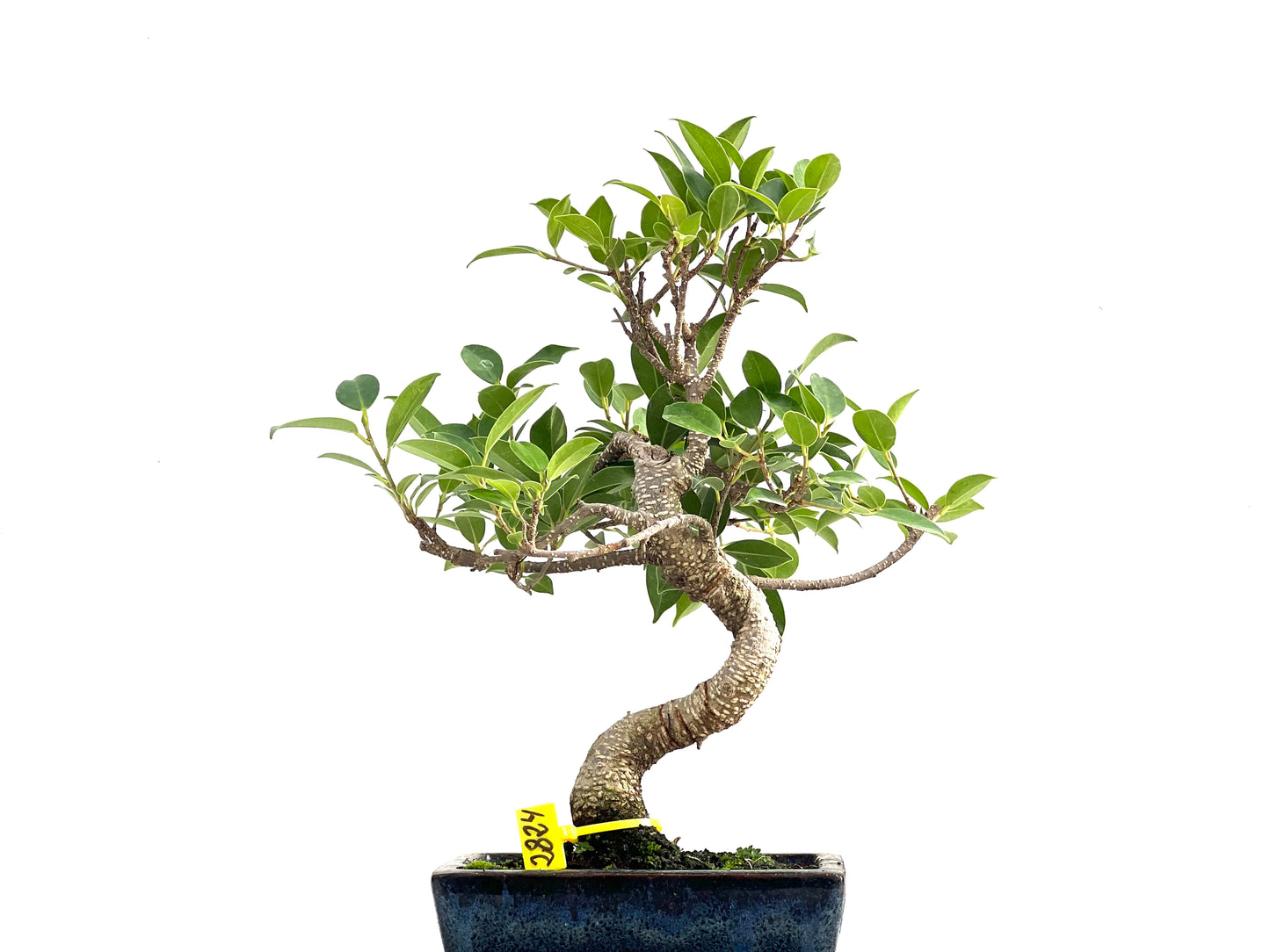 Ficus Tiger Bark 2824