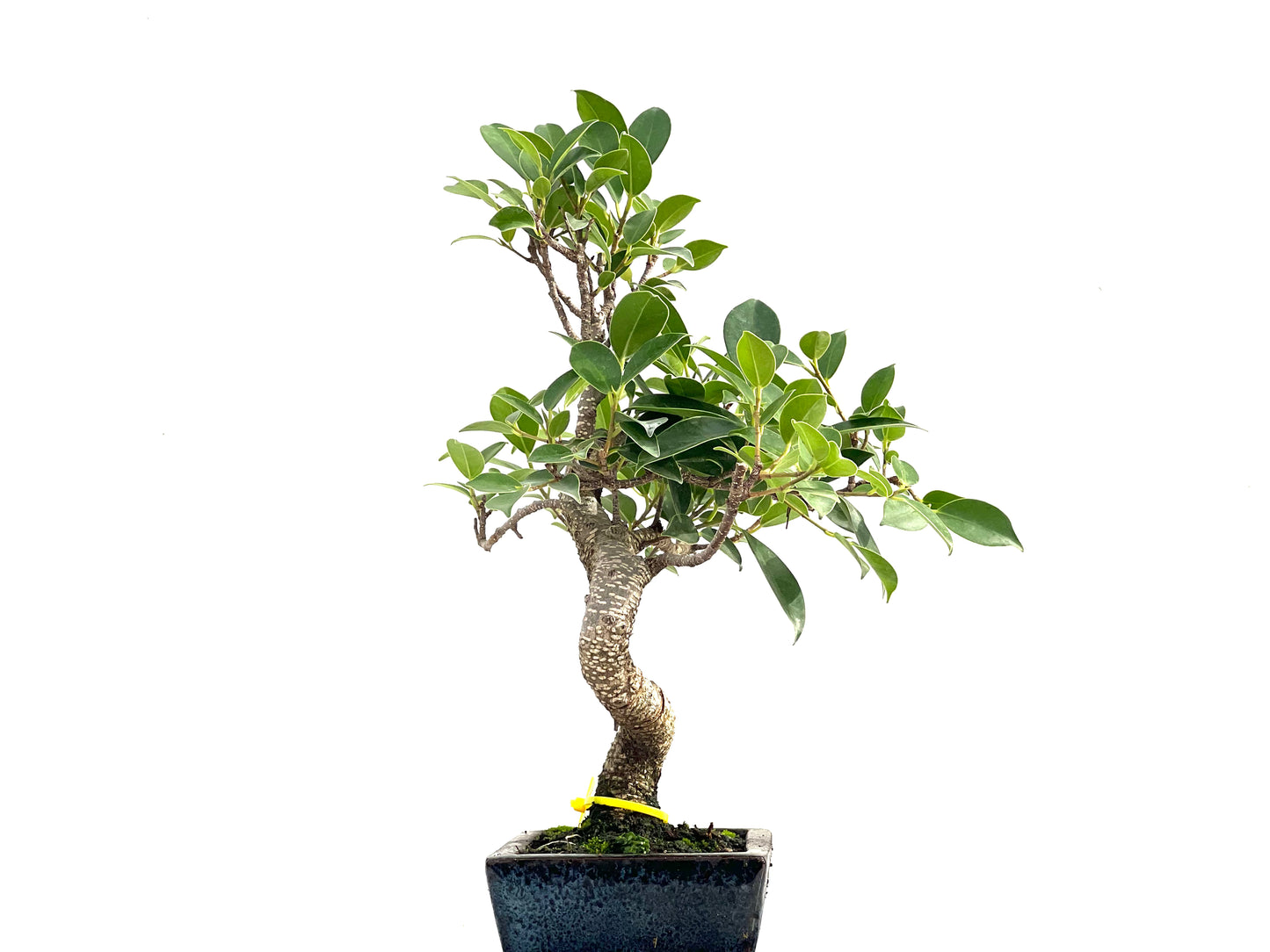Ficus Tiger Bark 2824