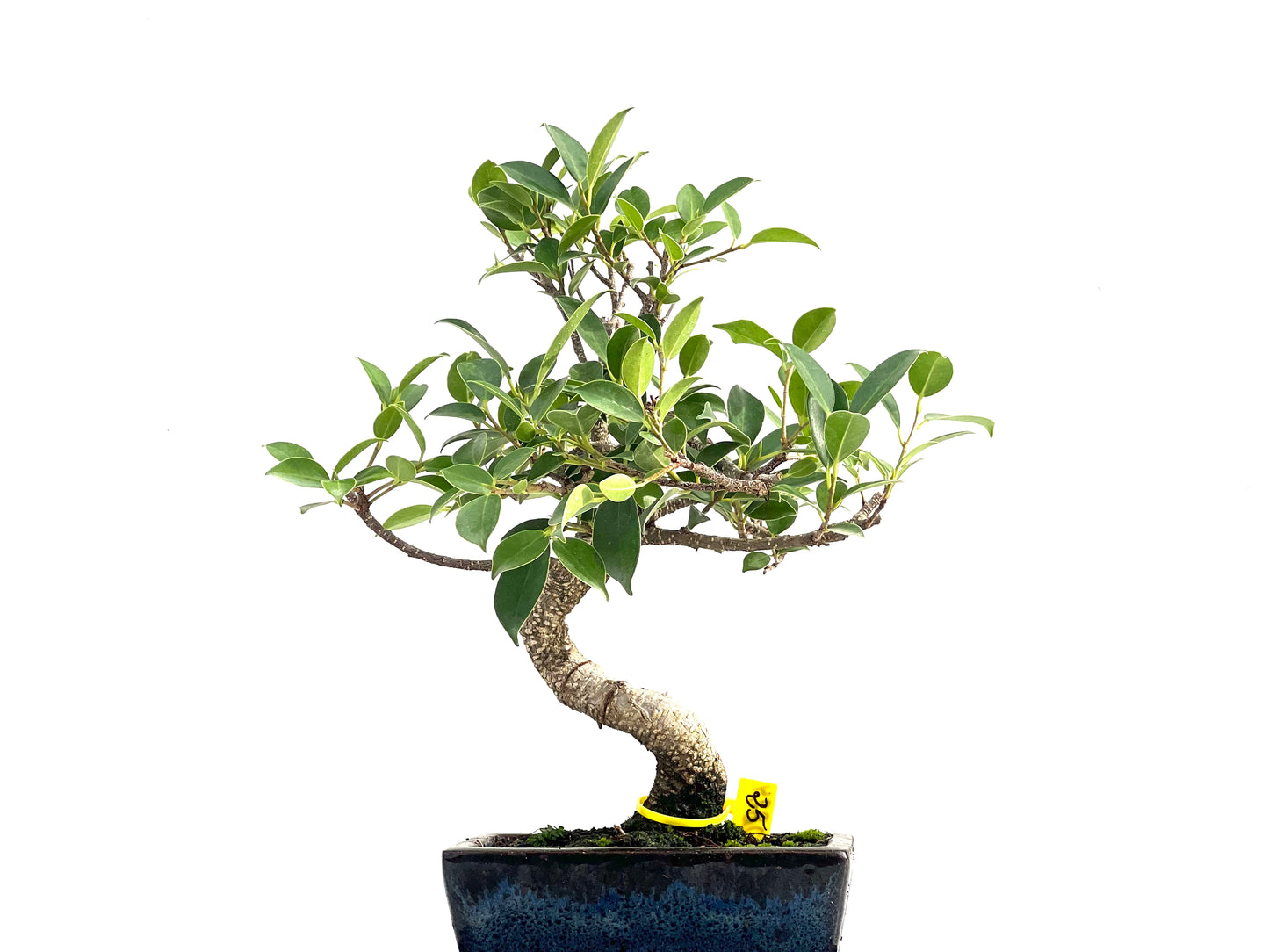Ficus Tiger Bark 2824