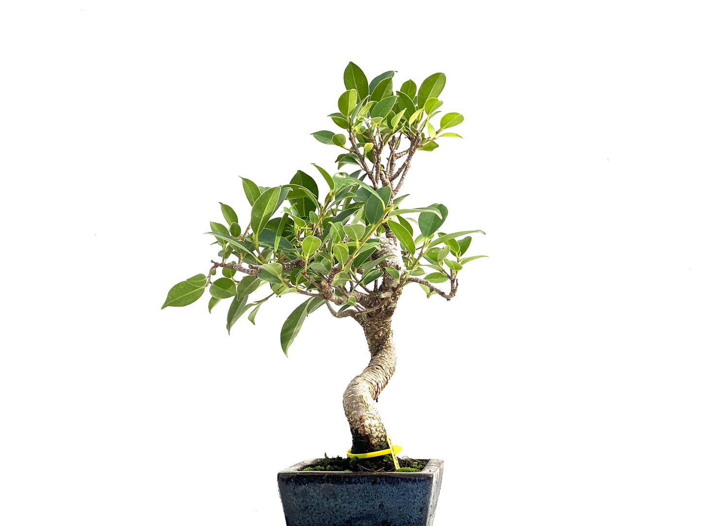 Ficus Tiger Bark 2824