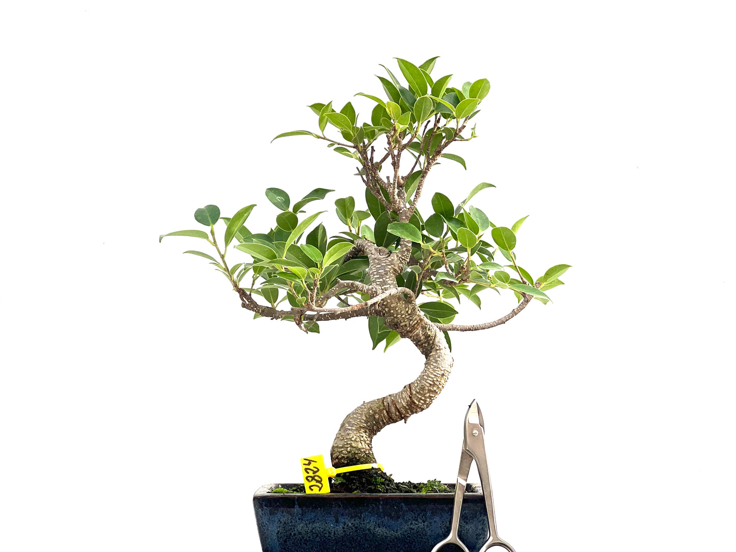 Ficus Tiger Bark 2824