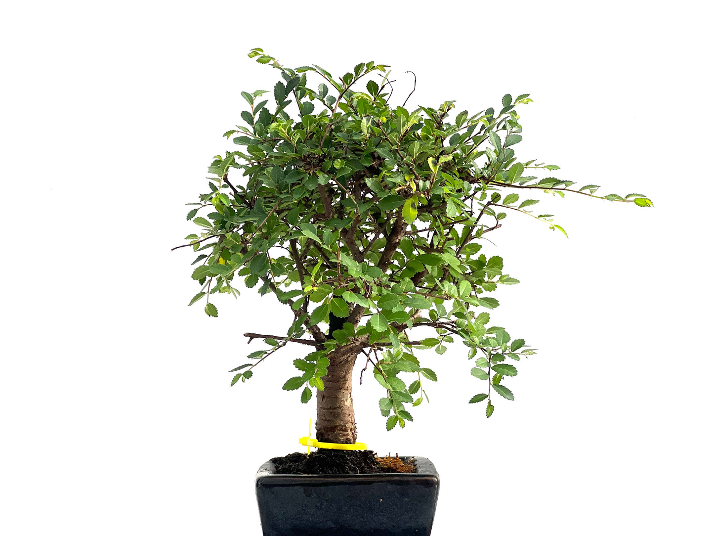 Ulmus Parvifolia 2830