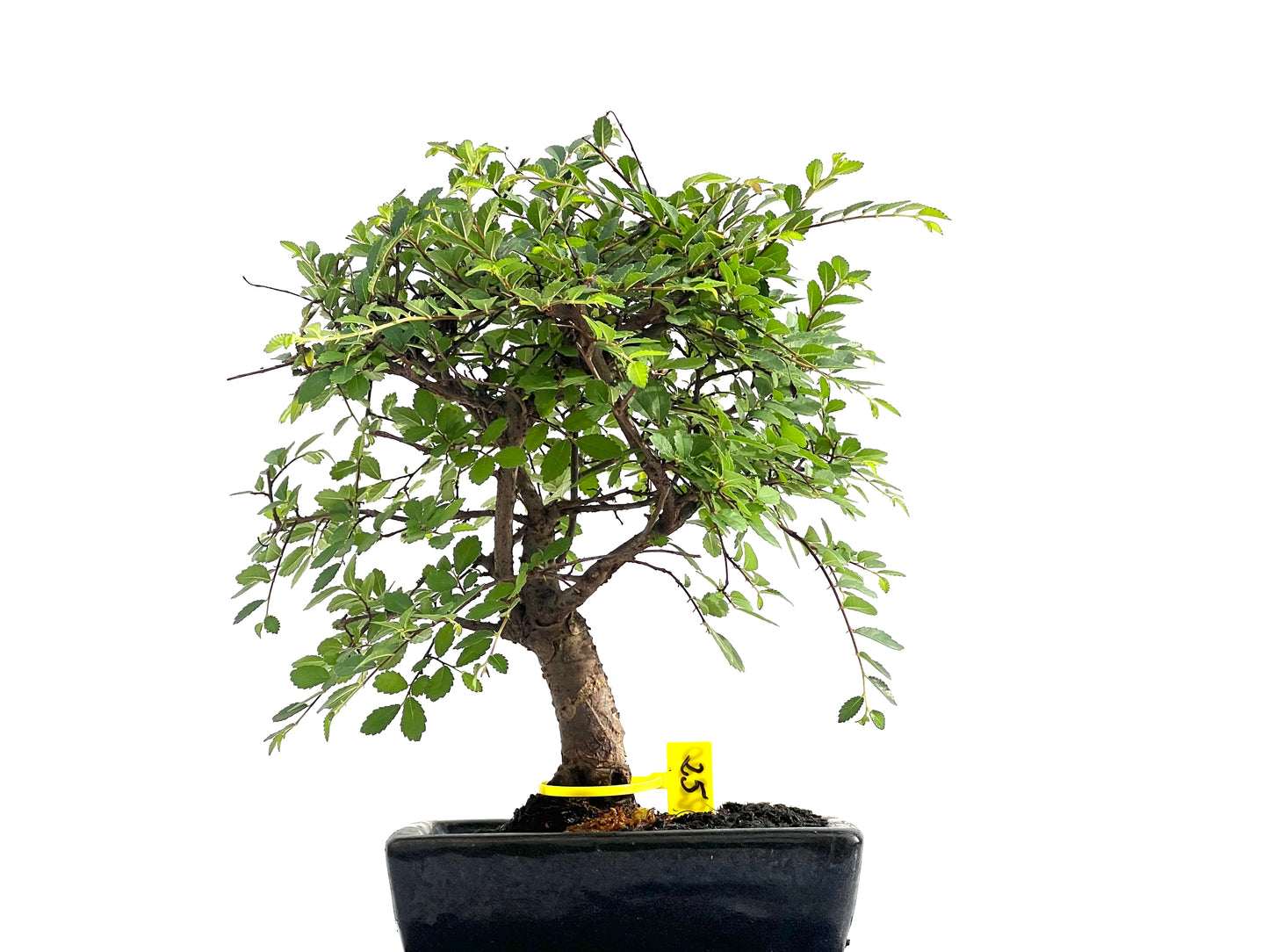 Ulmus Parvifolia 2830