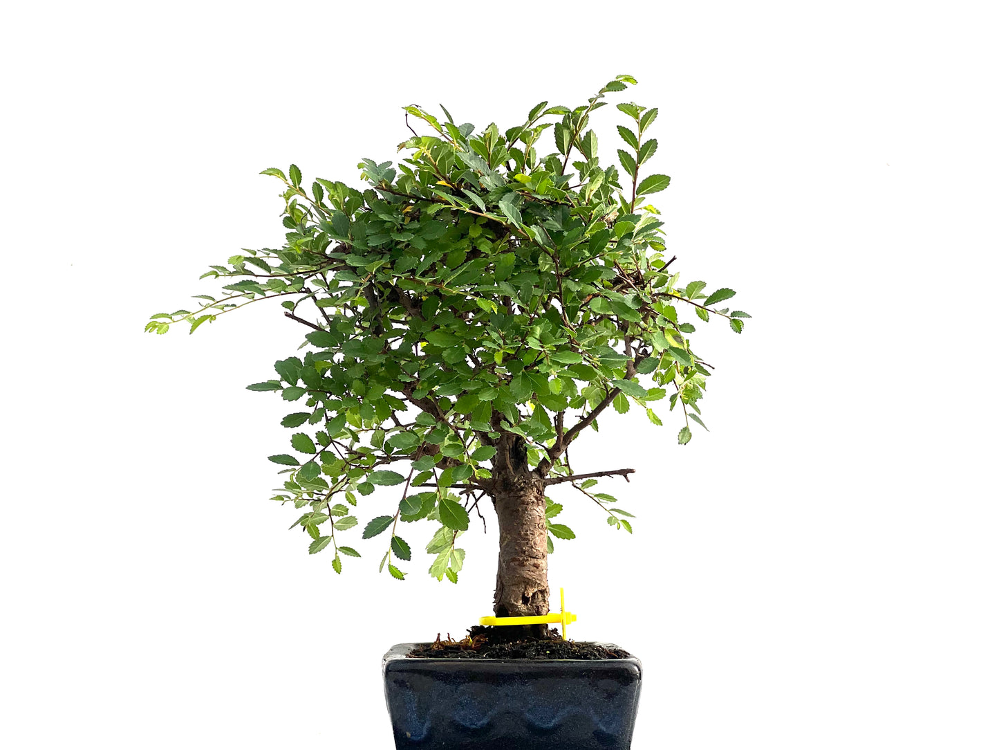 Ulmus Parvifolia 2830