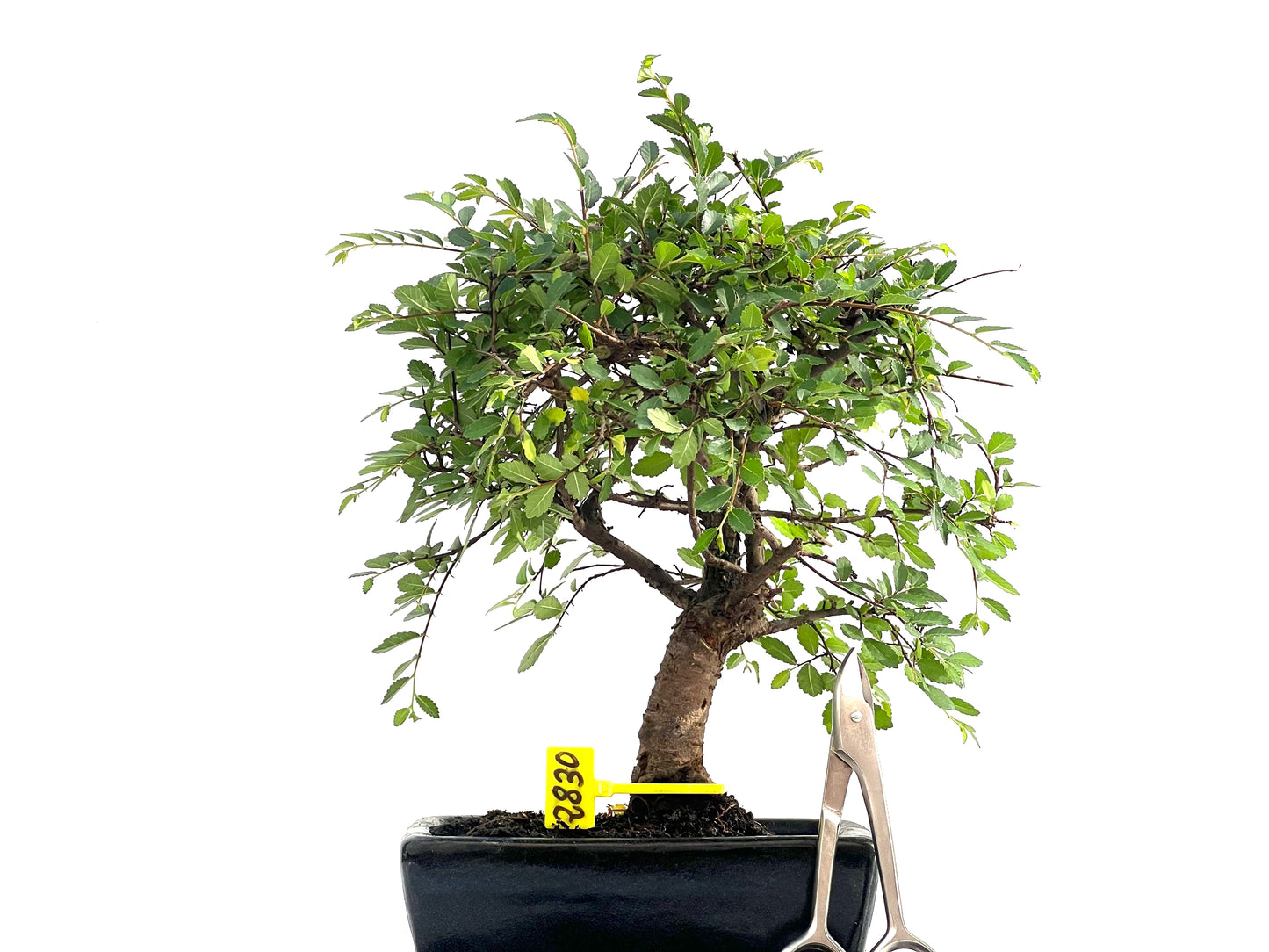 Ulmus Parvifolia 2830