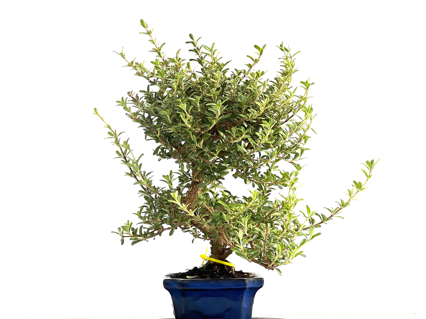 Coprosma 2815