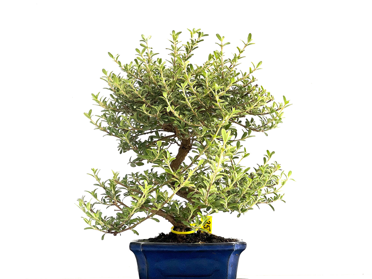 Coprosma 2815