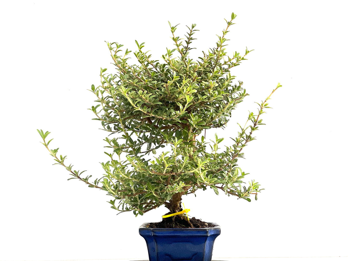 Coprosma 2815