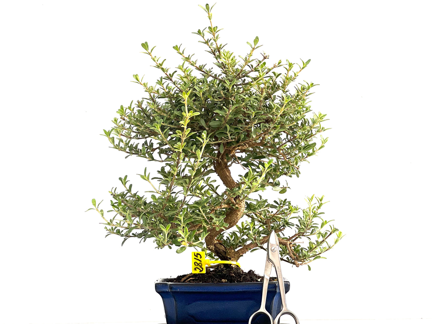 Coprosma 2815