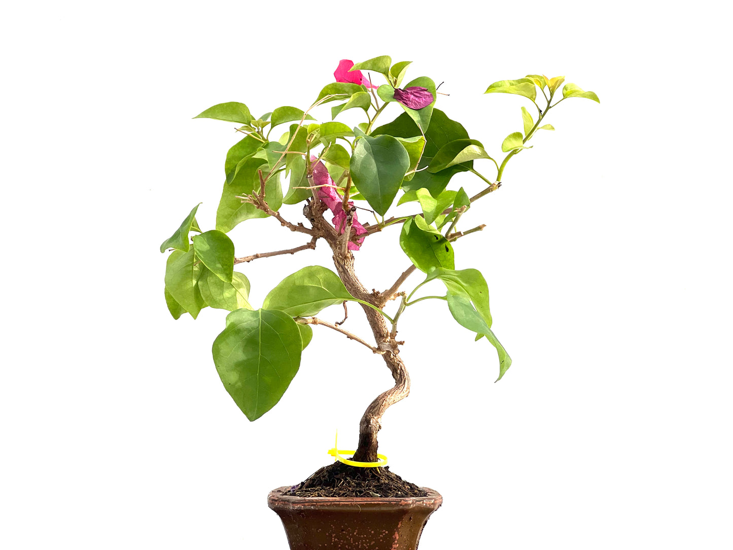 Buganvilla Glabra 2837