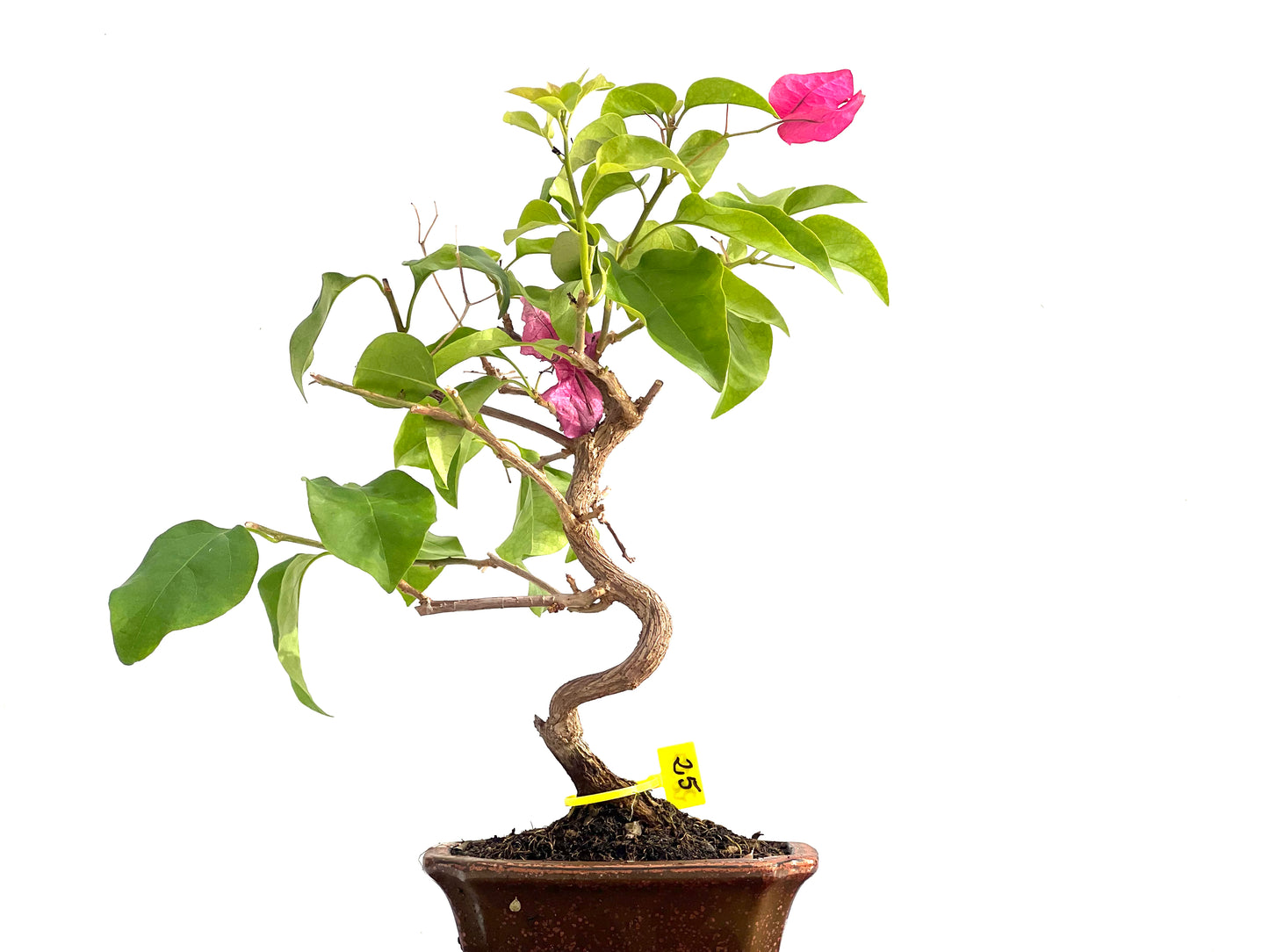 Buganvilla Glabra 2837