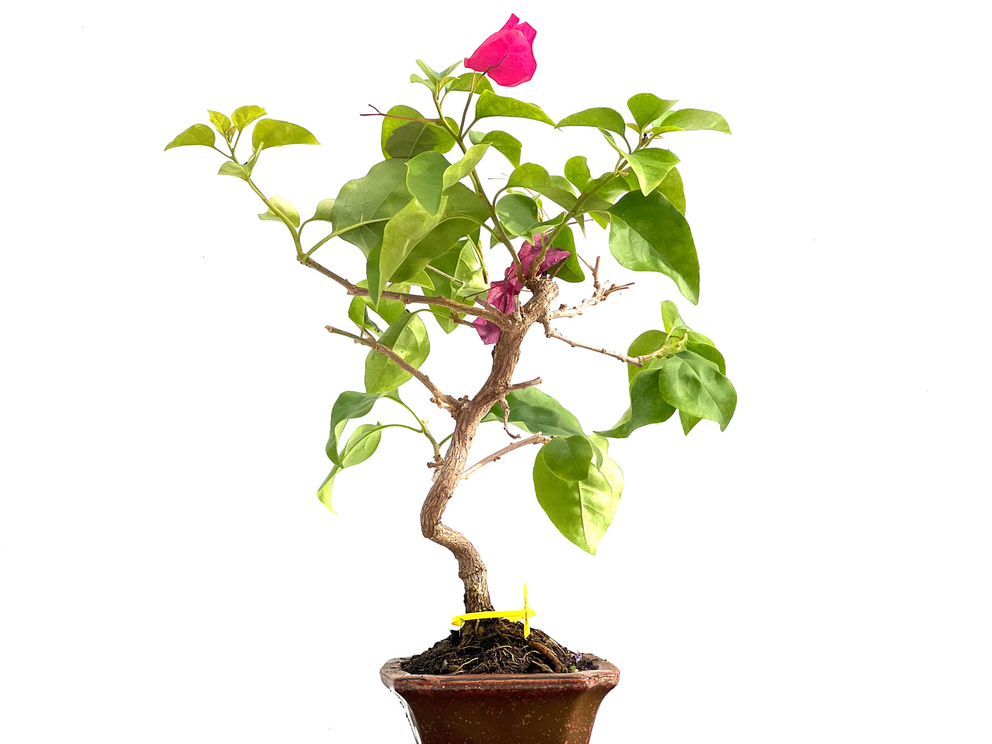 Buganvilla Glabra 2837