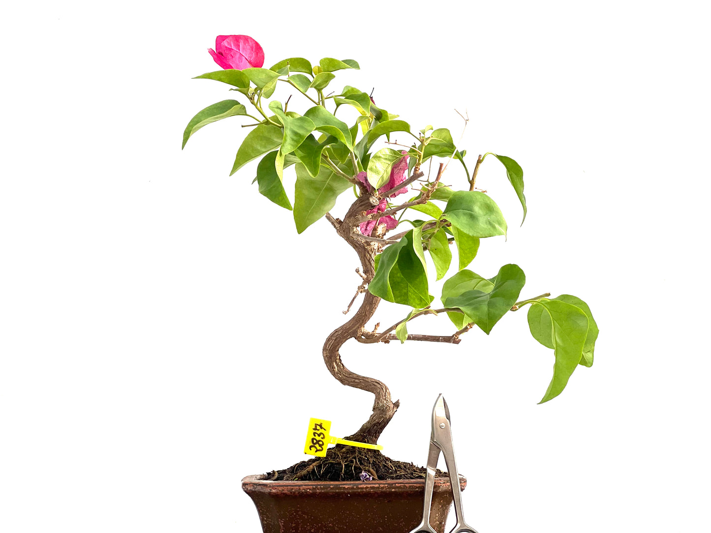 Buganvilla Glabra 2837