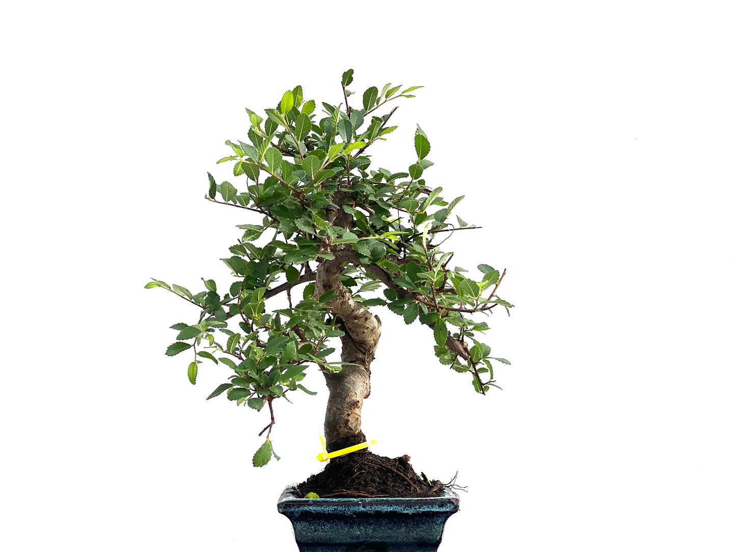 Ulmus Parvifolia 2838
