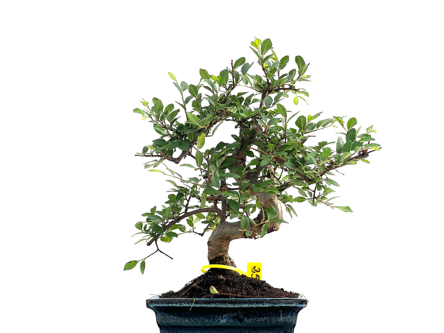 Ulmus Parvifolia 2838