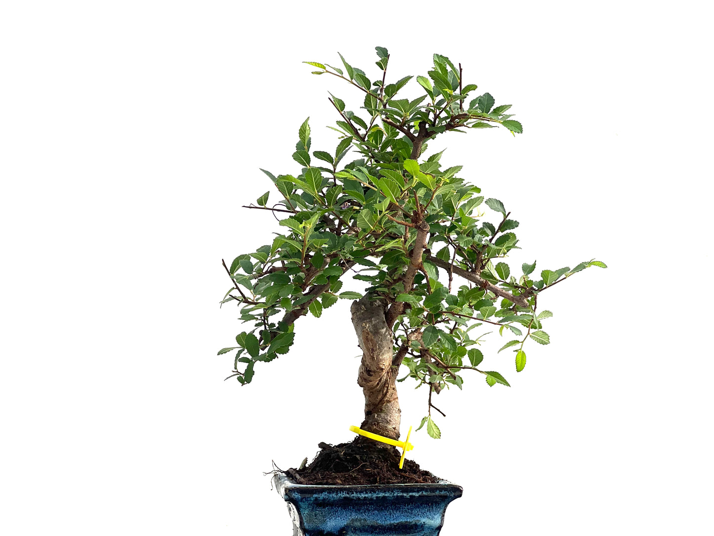 Ulmus Parvifolia 2838