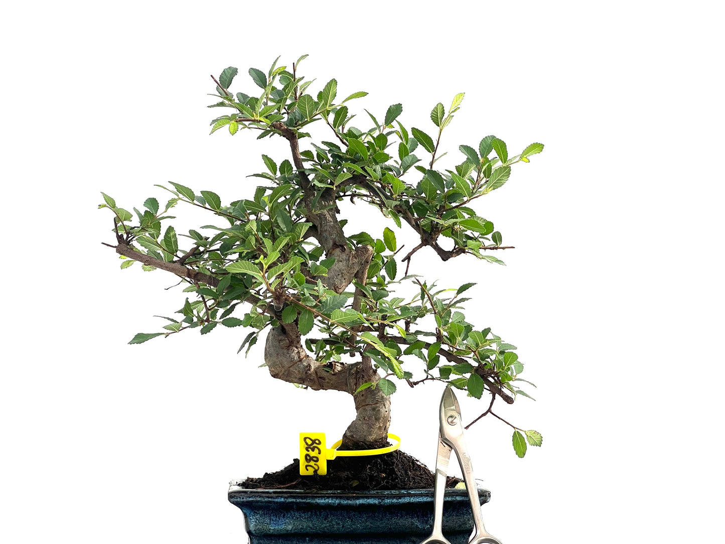 Ulmus Parvifolia 2838