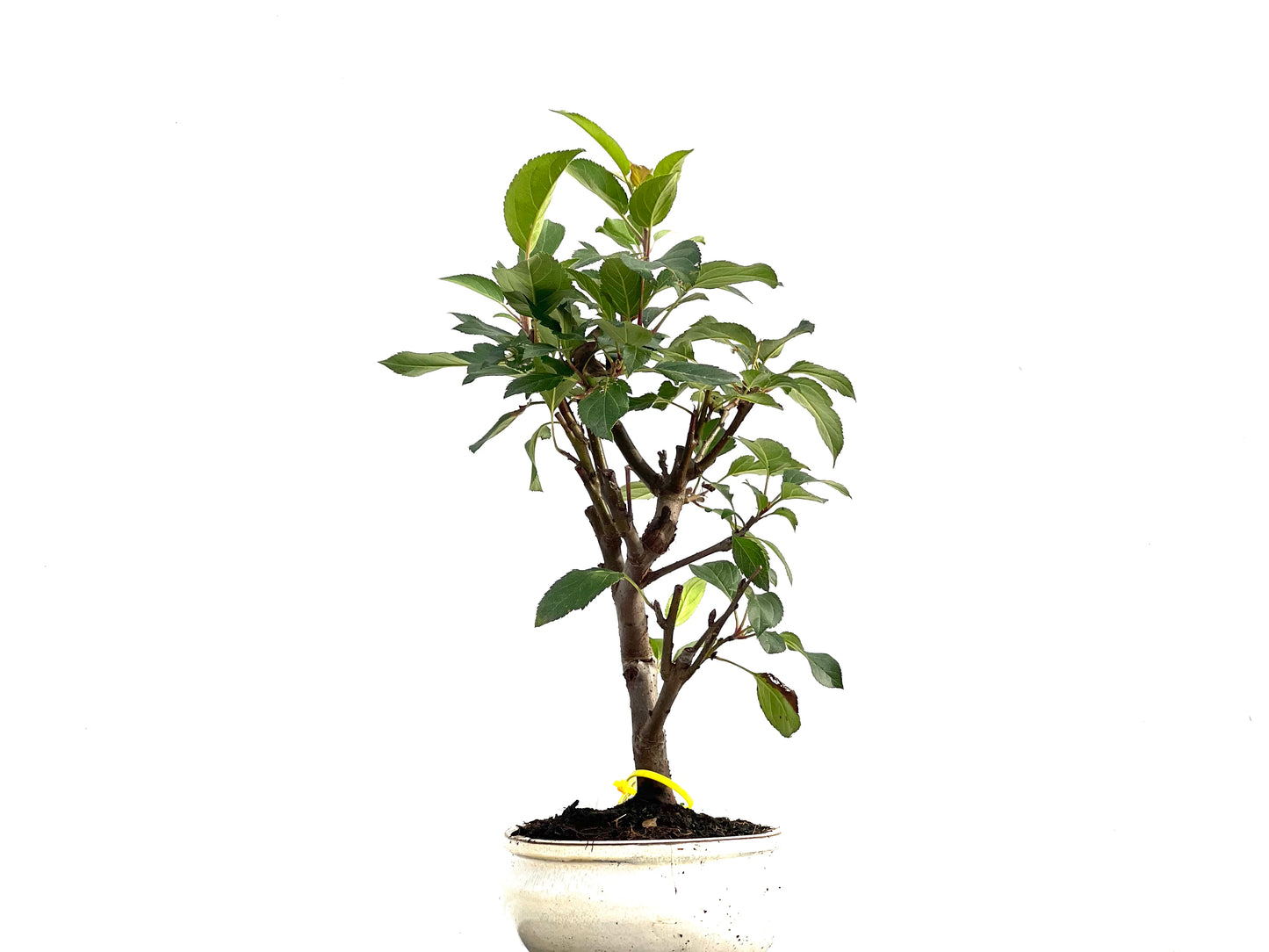 Malus Everest 2816