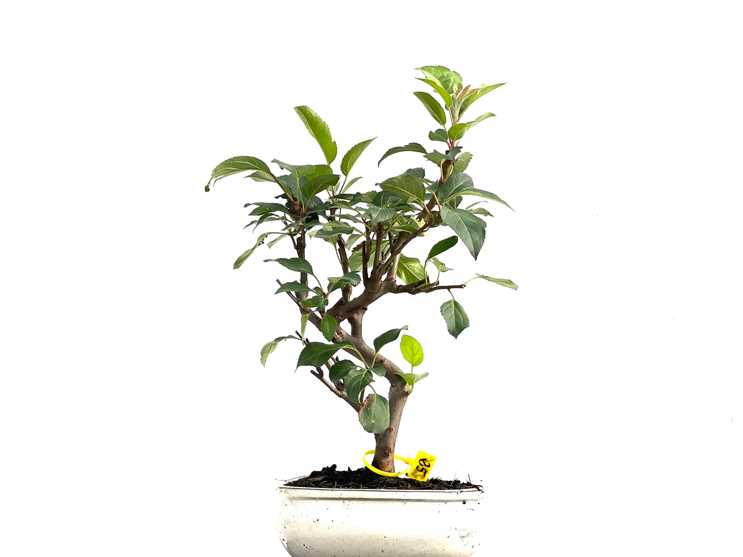 Malus Everest 2816