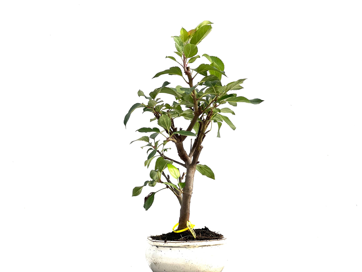 Malus Everest 2816