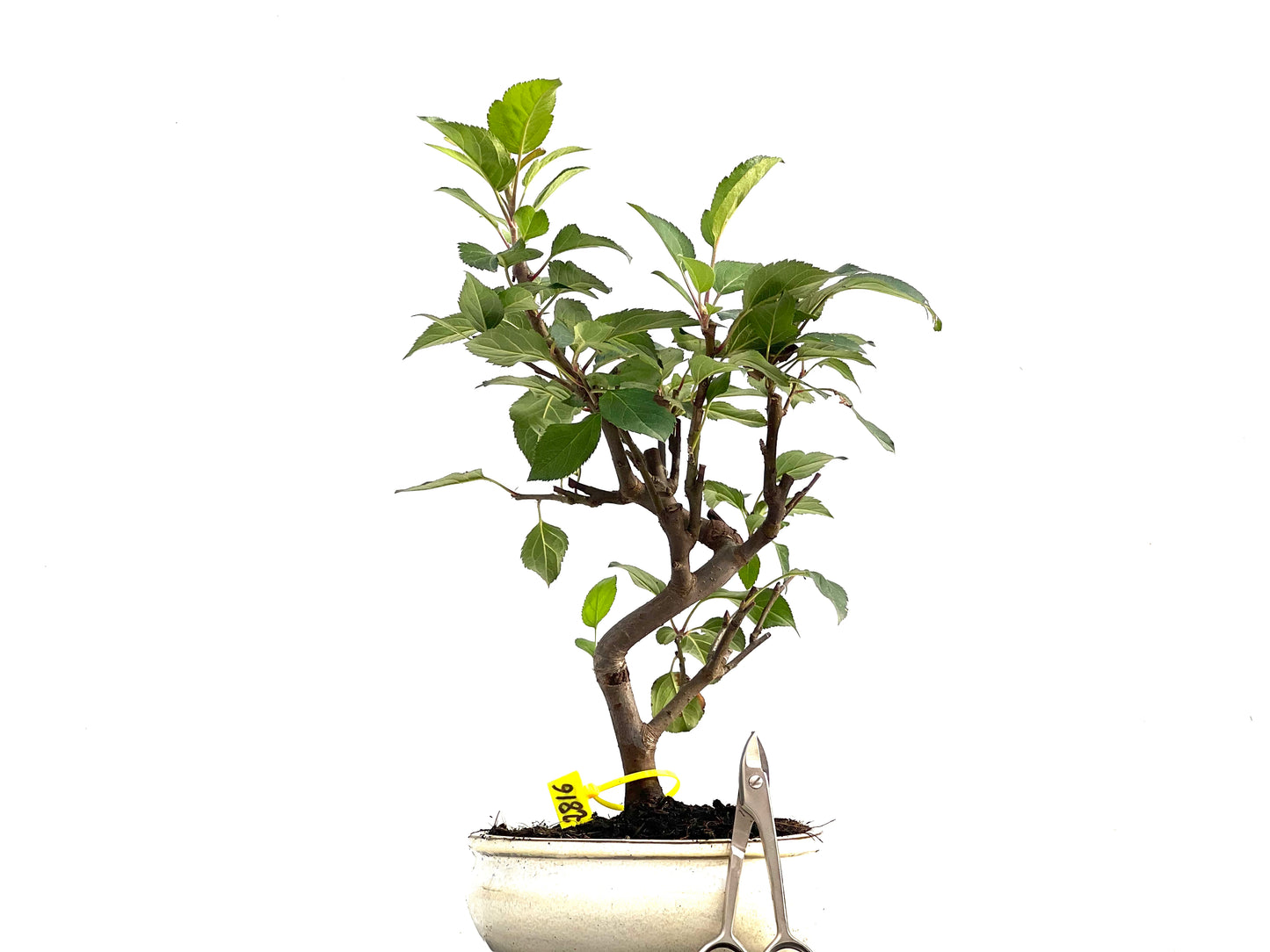 Malus Everest 2816