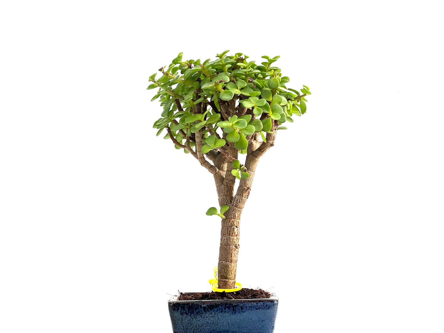 Portulacaria Afra 2817