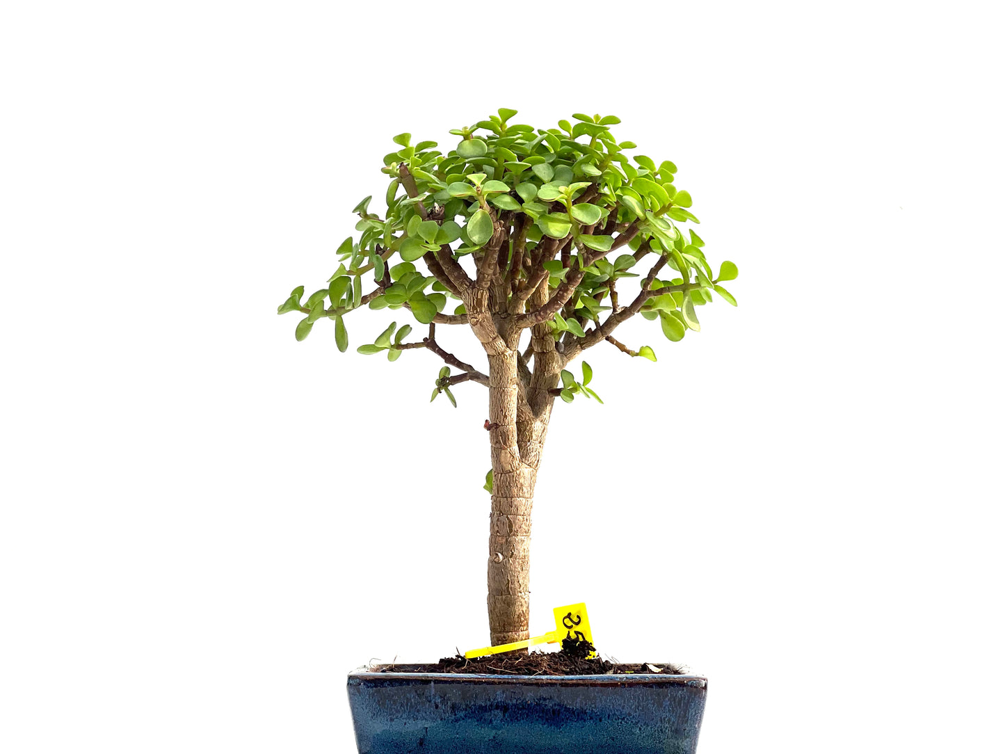 Portulacaria Afra 2817