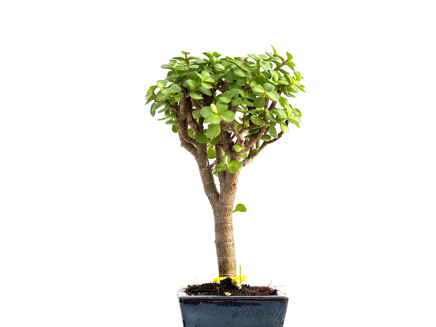 Portulacaria Afra 2817