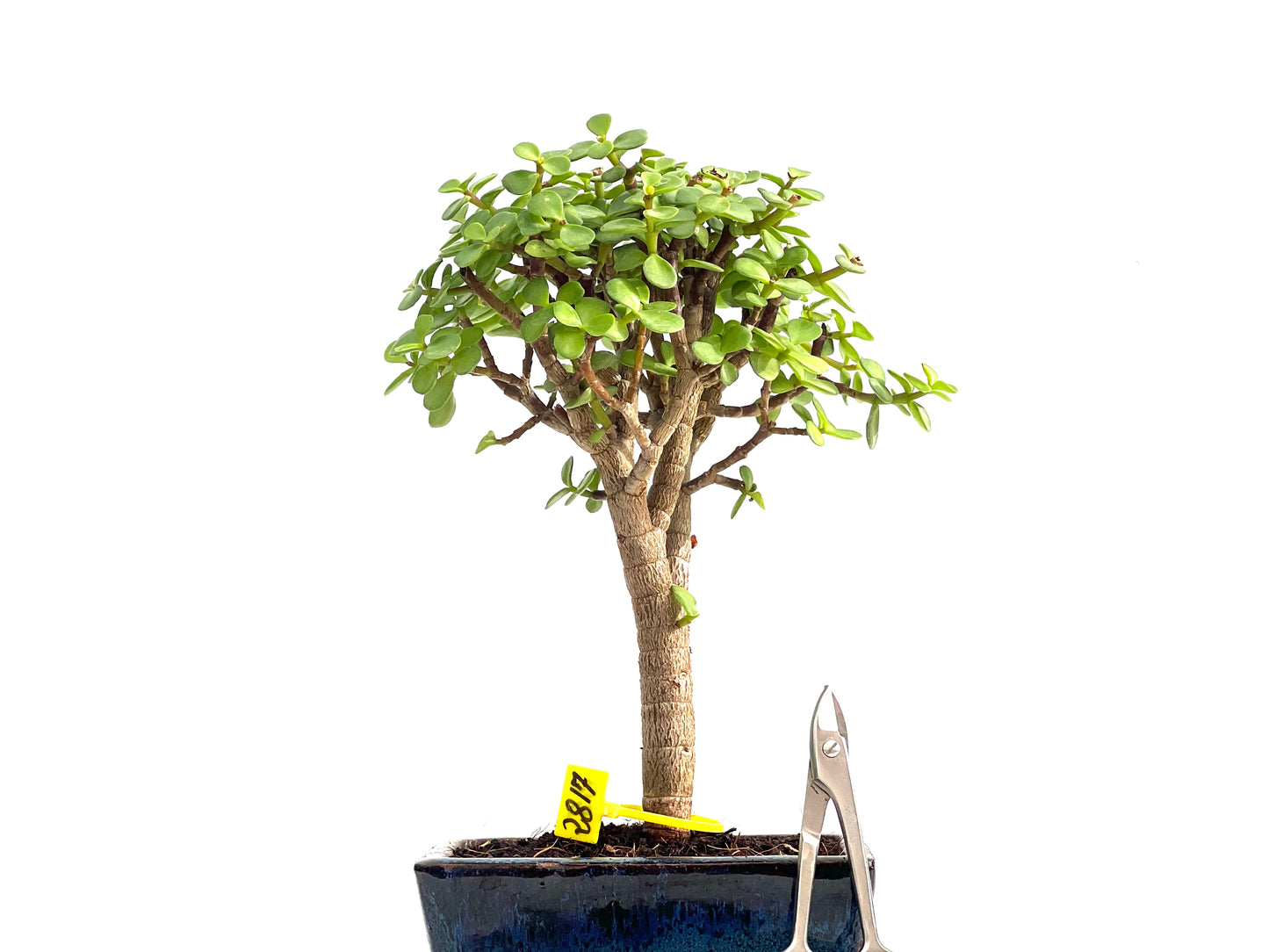 Portulacaria Afra 2817