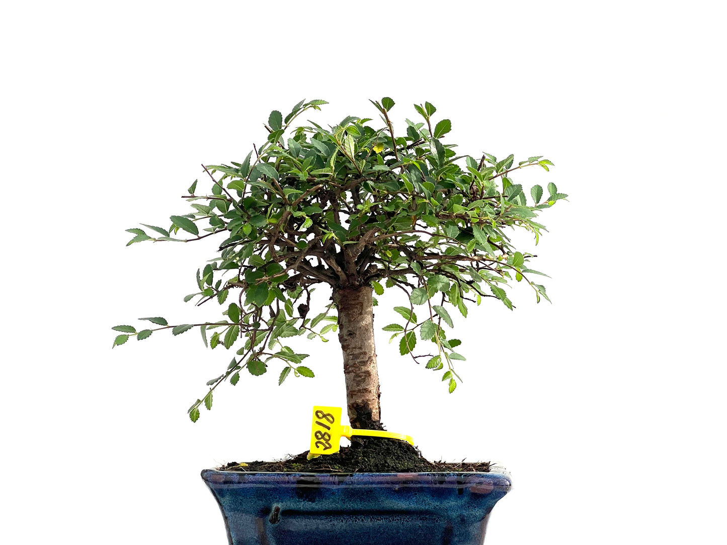 Ulmus Parvifolia 2818