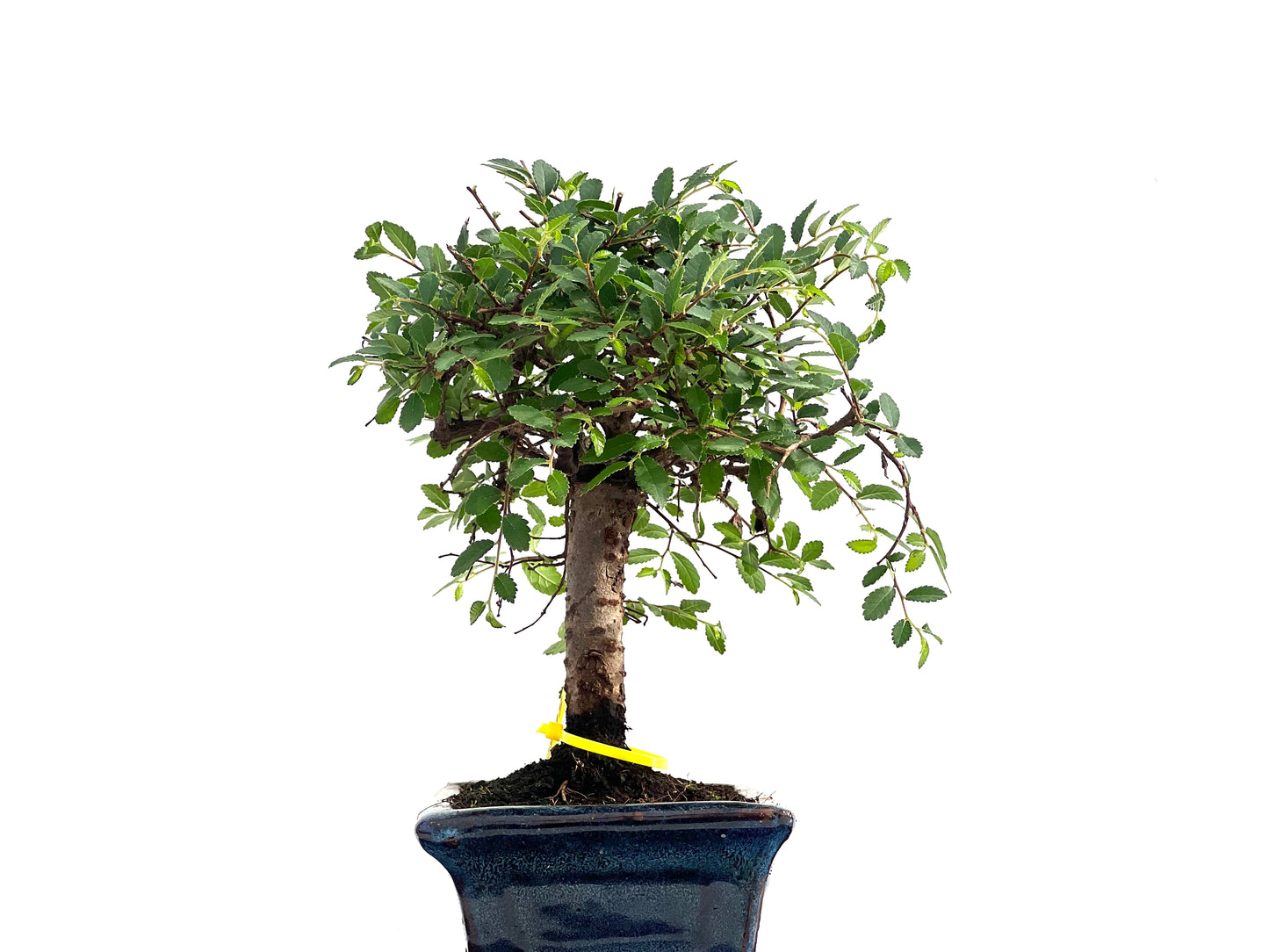 Ulmus Parvifolia 2818