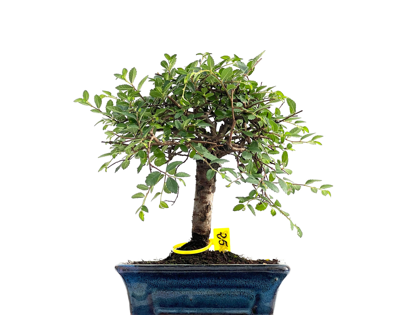 Ulmus Parvifolia 2818