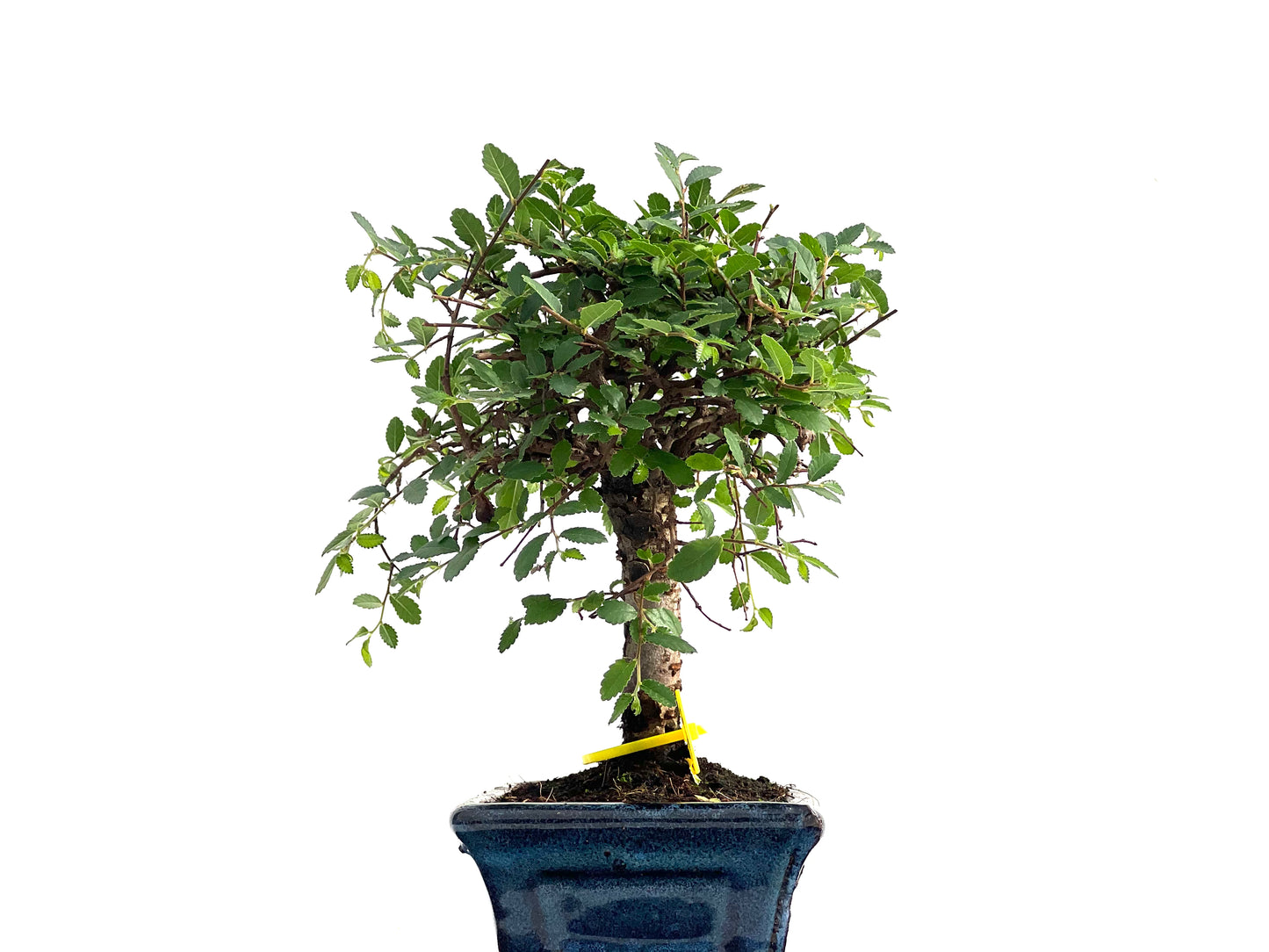 Ulmus Parvifolia 2818