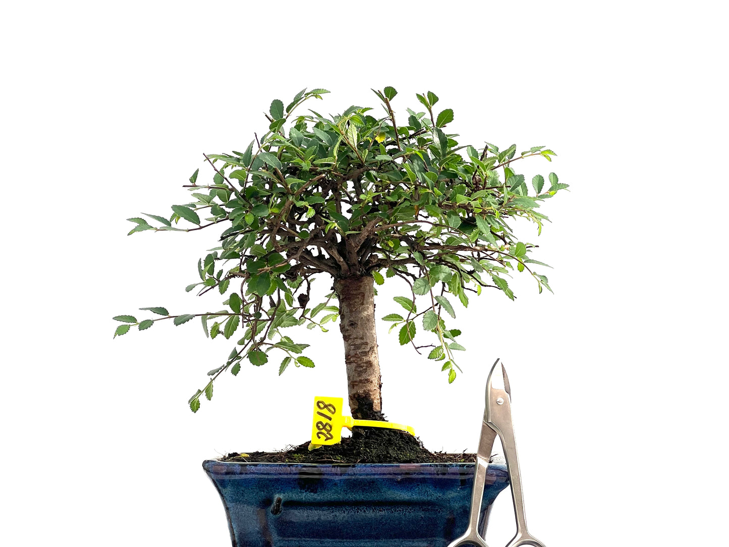 Ulmus Parvifolia 2818