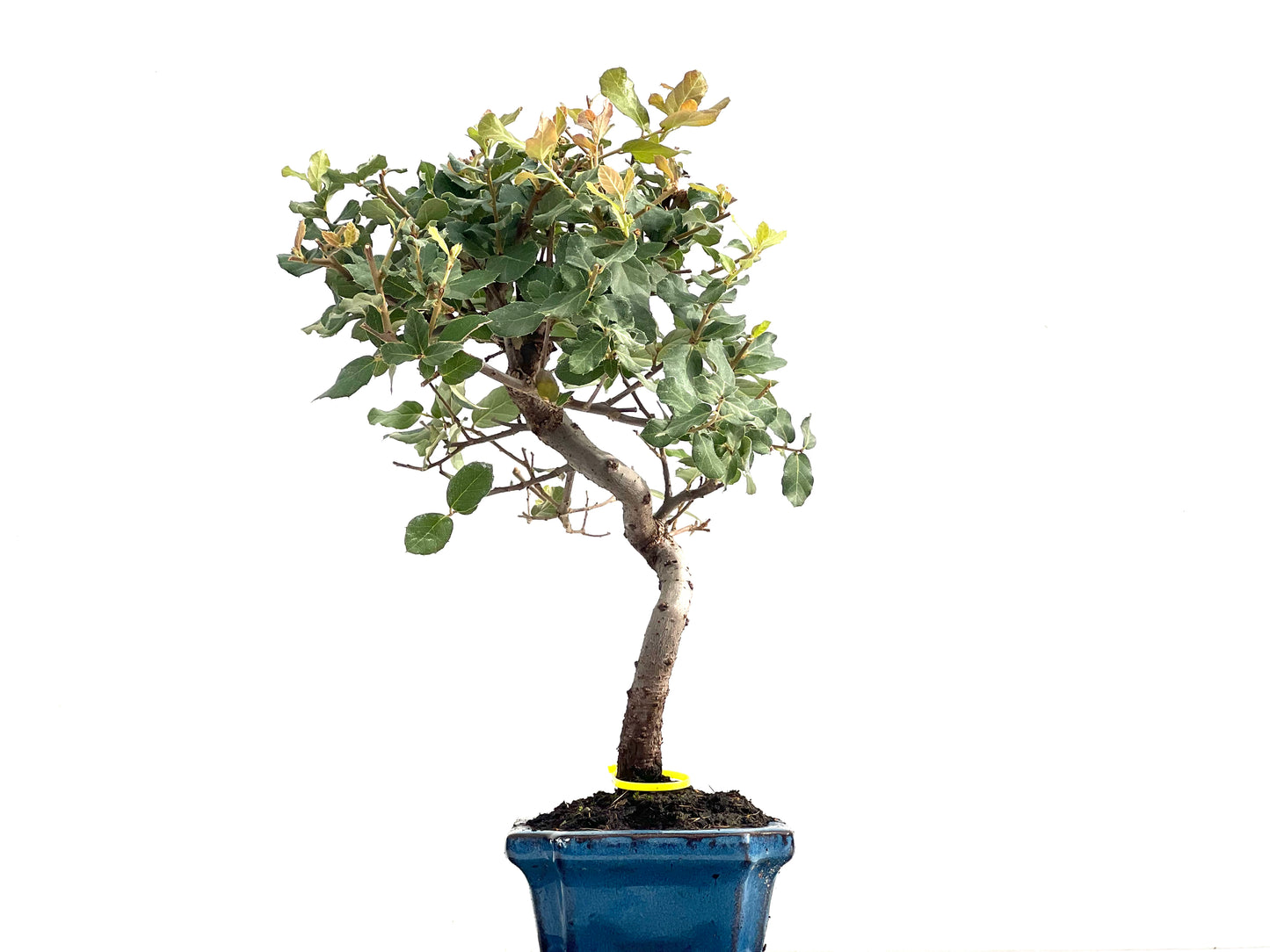 Quercus Suber 2825