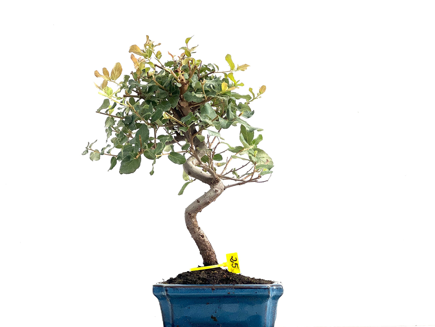 Quercus Suber 2825