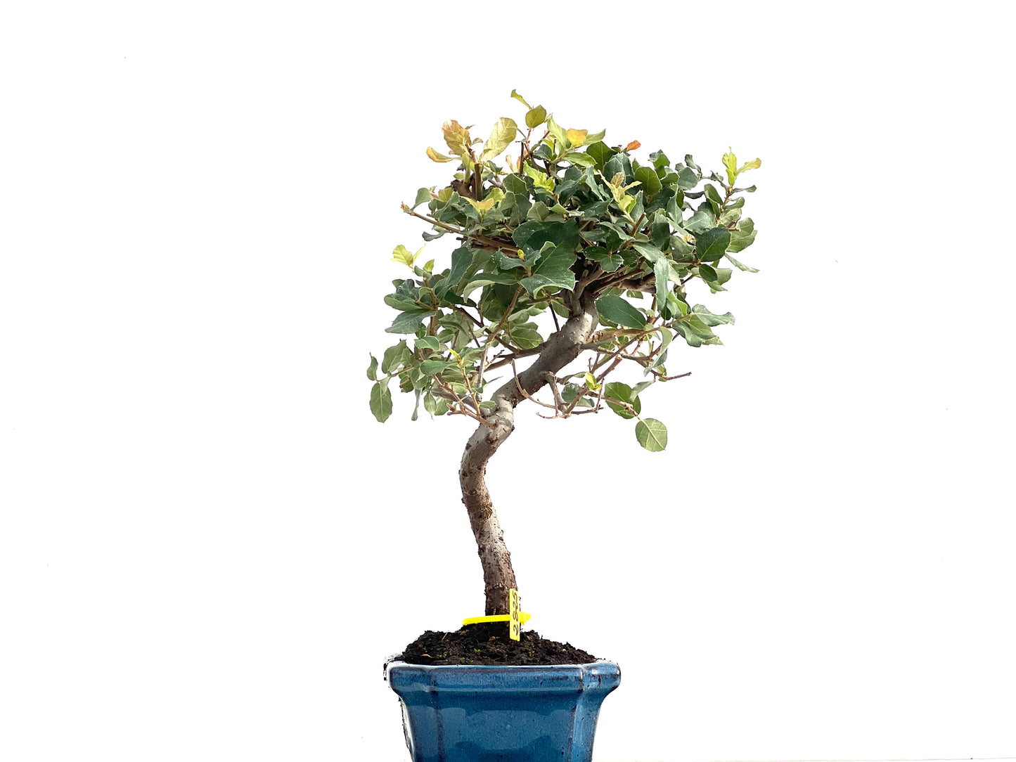 Quercus Suber 2825