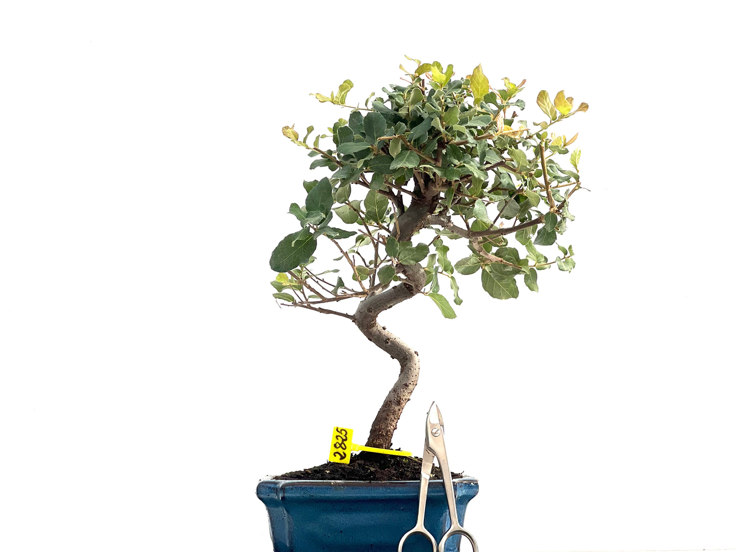 Quercus Suber 2825