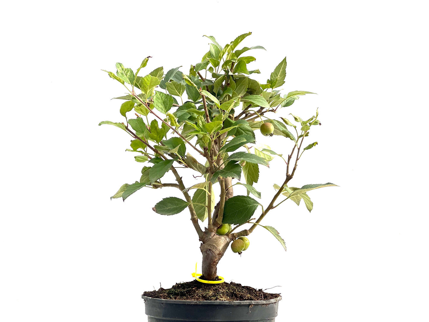 Malus Everest 2831