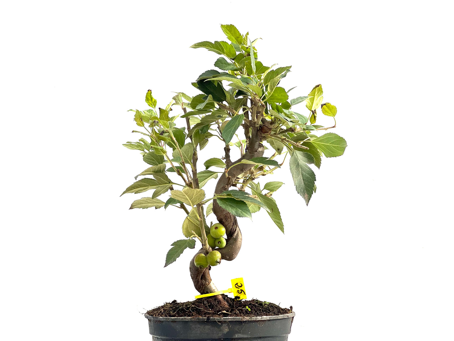 Malus Everest 2831