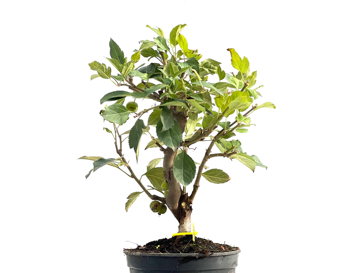Malus Everest 2831