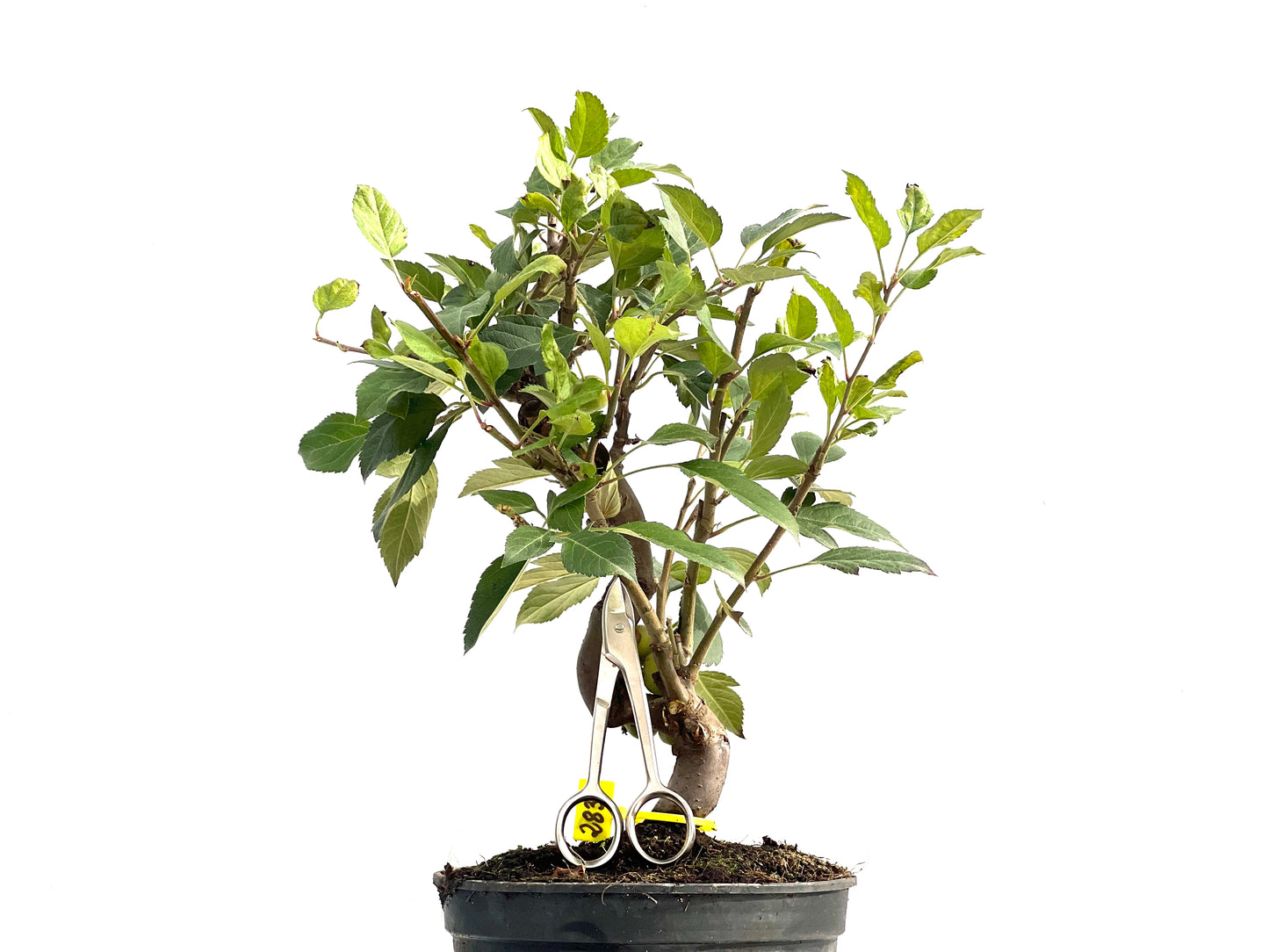 Malus Everest 2831