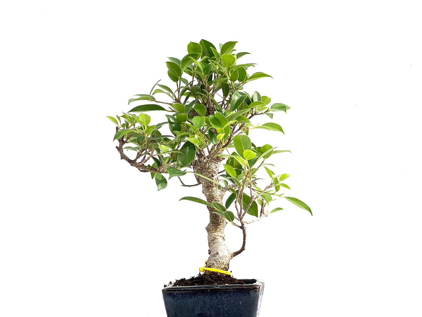 Ficus Tiger Bark 2839