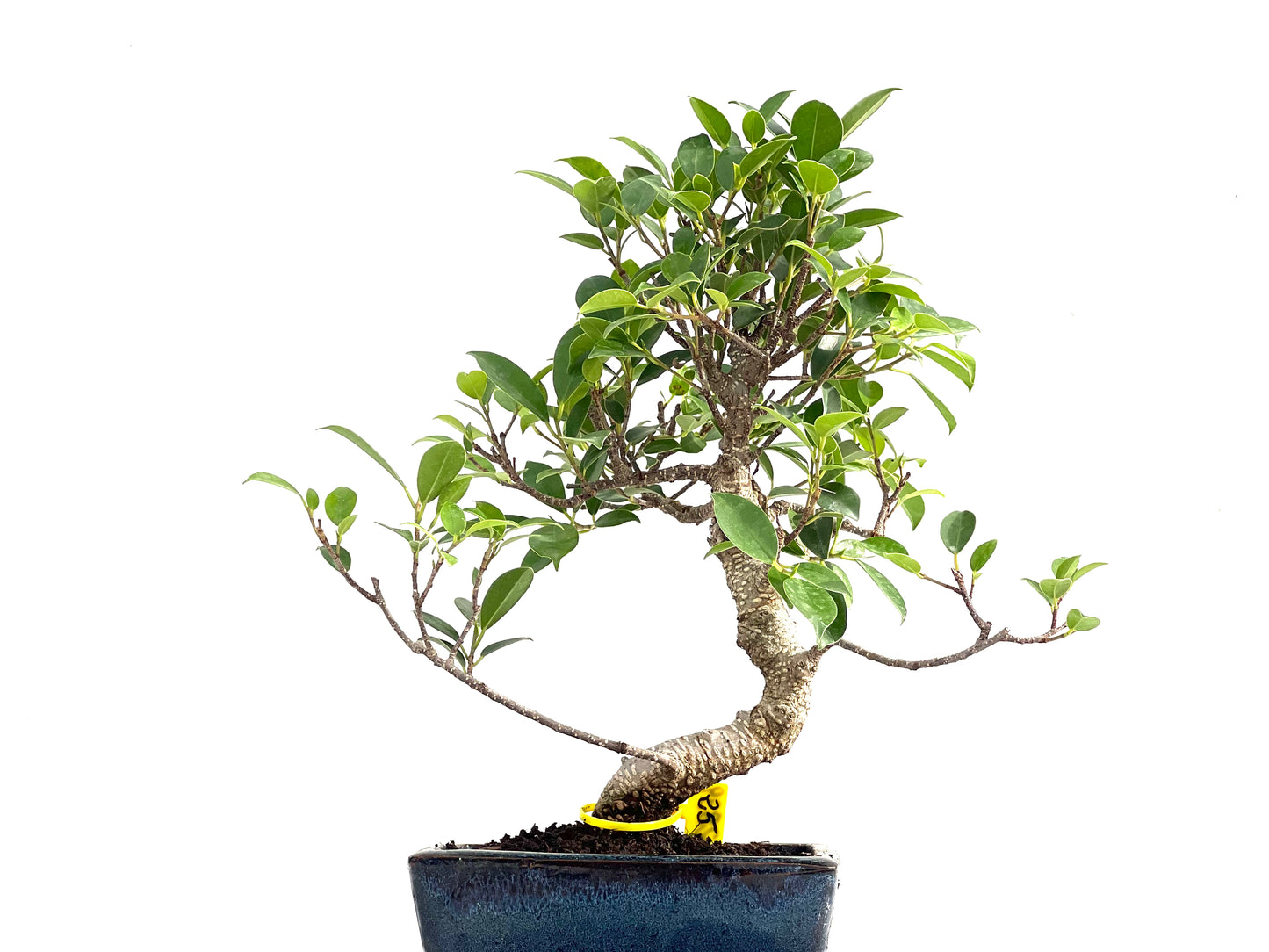 Ficus Tiger Bark 2839